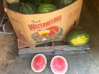 Watermelon 🍉