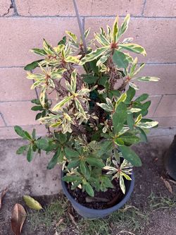 Mature crown of thorns plants