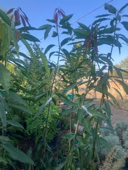 MANGO FRUIT TREES