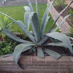 Agave Plant