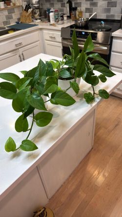 Two Pothos In 6 Inches Pot
