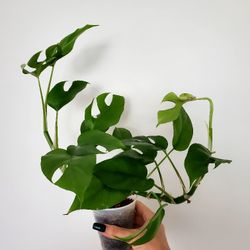 Rhaphidophora Tetrasperma 