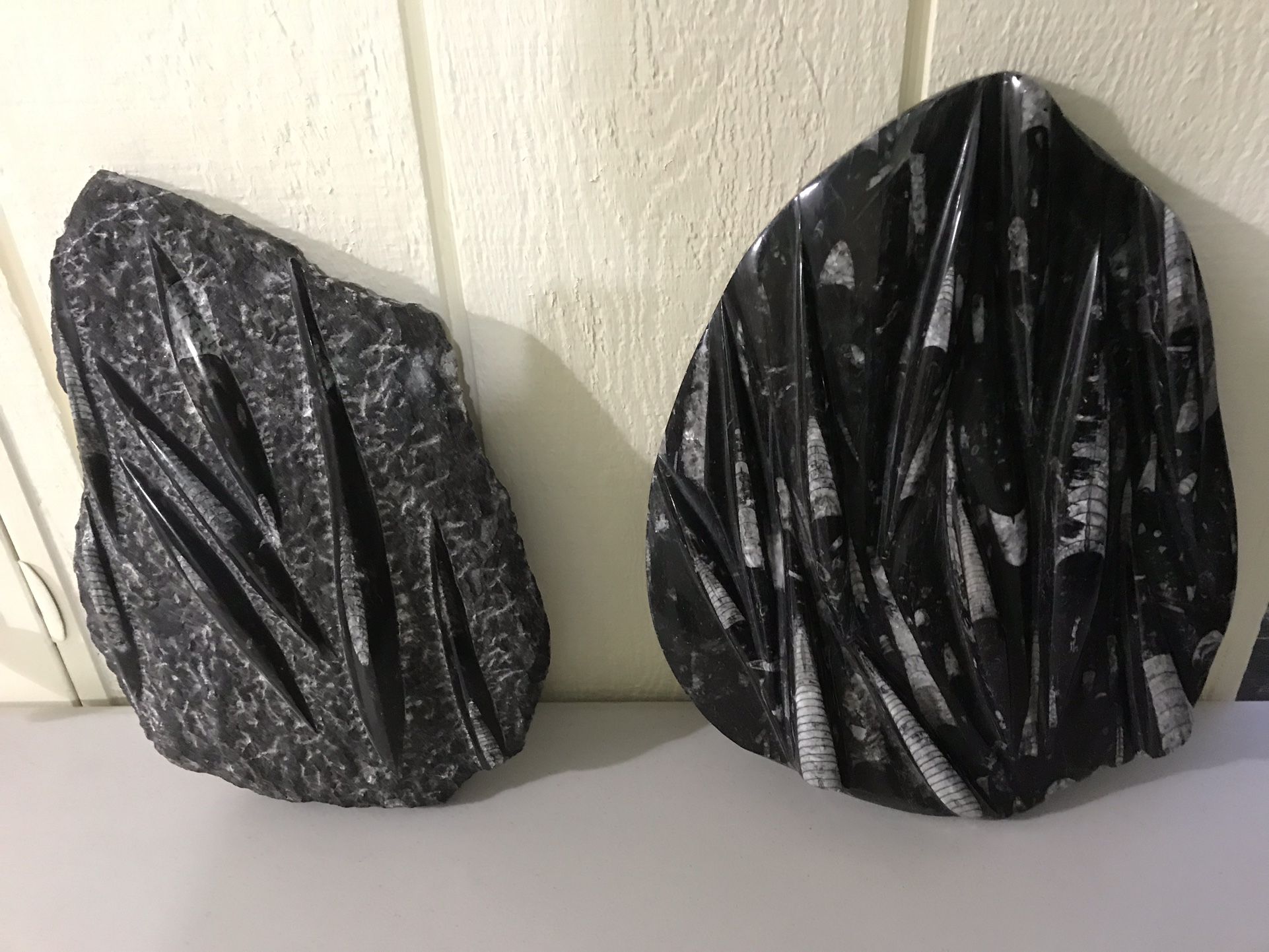 Fossil Sea Shell Slabs 