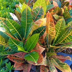 Croton Petra Privacy Hedge Plants 7gl 🌿💚$18
