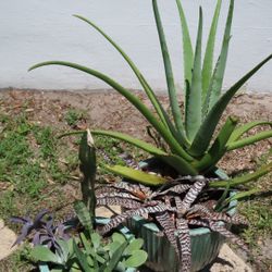 Plants 