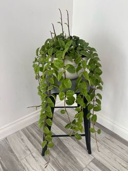 Hoya plant