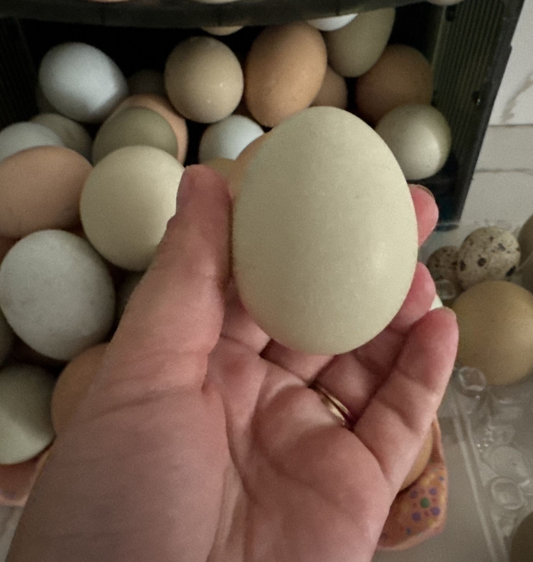 Chicken And Quail Eggs