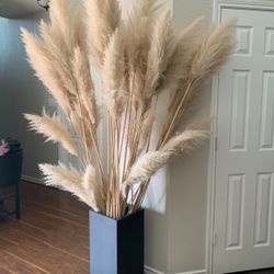Fluffy Tall Pampas 5ft, Natural Plant, Sun Dried , Price Per Each Stem