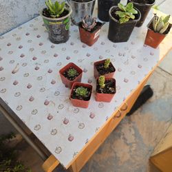 Succulent Dessert Plants