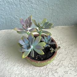 Graptopetalum Paraguayense Plant 