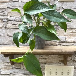 Golden Pothos/Philodendron House Plant In 6"H Ceramic Pot.