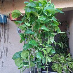 Long Golden Pothos Plant $29