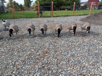 Goose decoys
