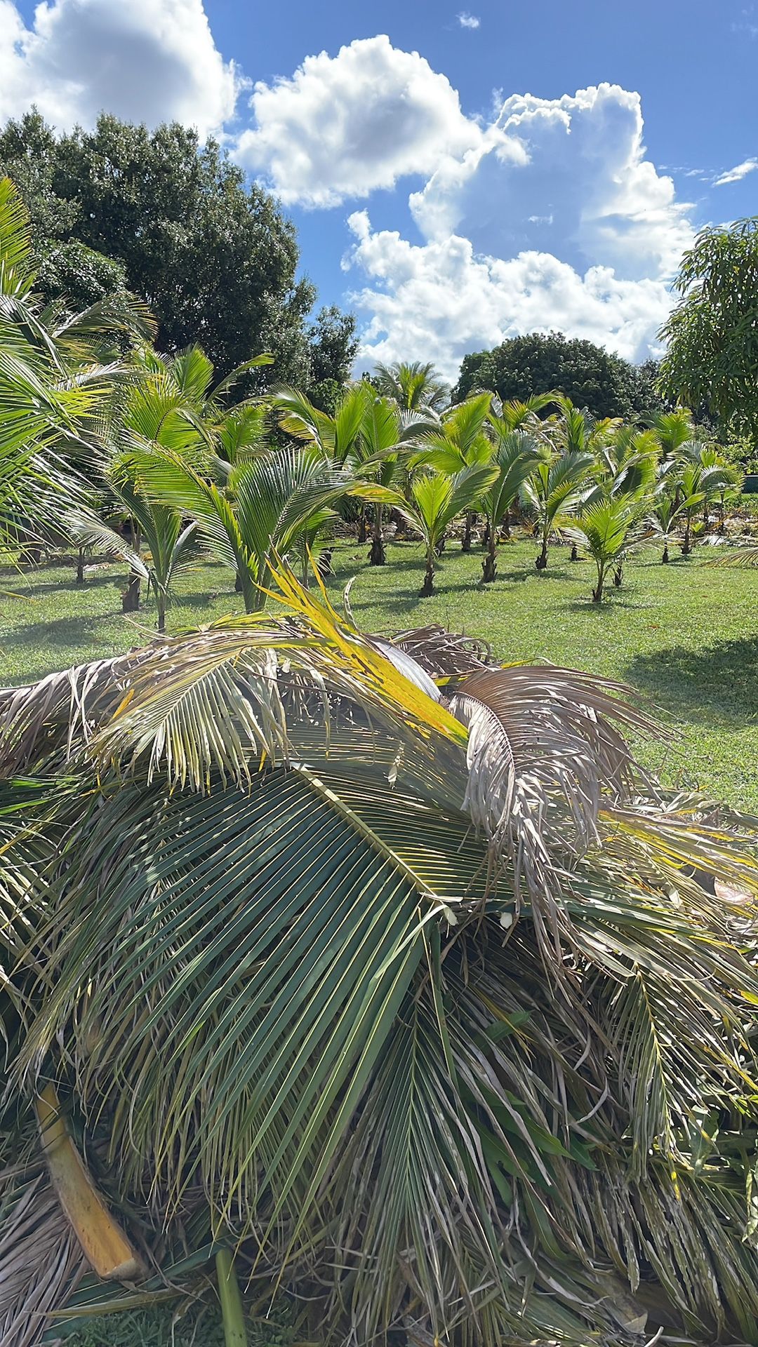 Coconut Trees For Sale