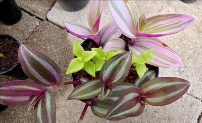 Live Plant Arrangement