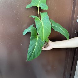 5” Homalomena Lindenii 