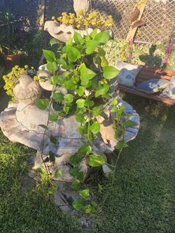 Plants