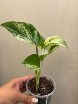 House plants