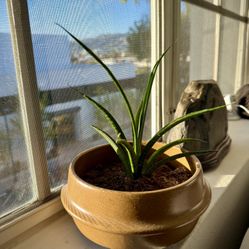 African Spear Plant (Sansevieria Cylindrica) + Ceramic Pot – Low-Maintenance