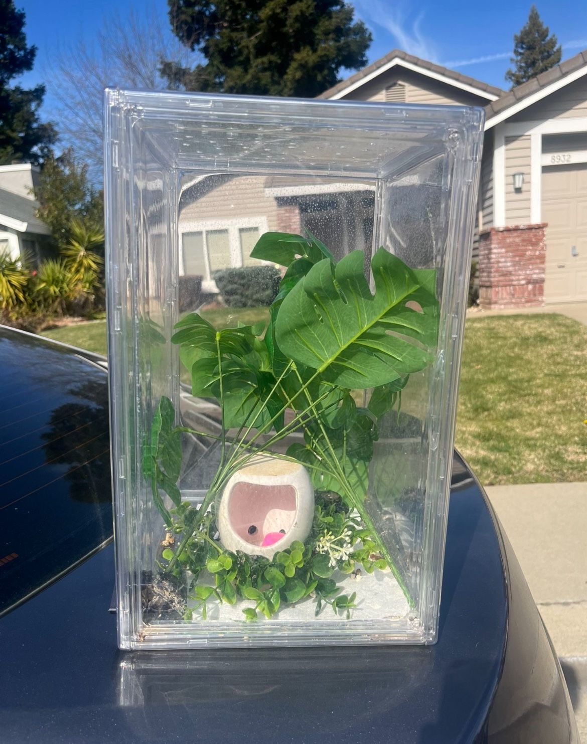 Shoe Box Tank Enclosure Setup