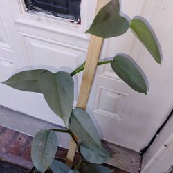 Philodendron Silver Sword Plant 