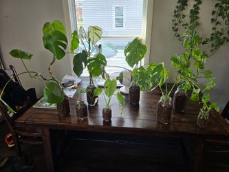 Monstera collection, 8 plants