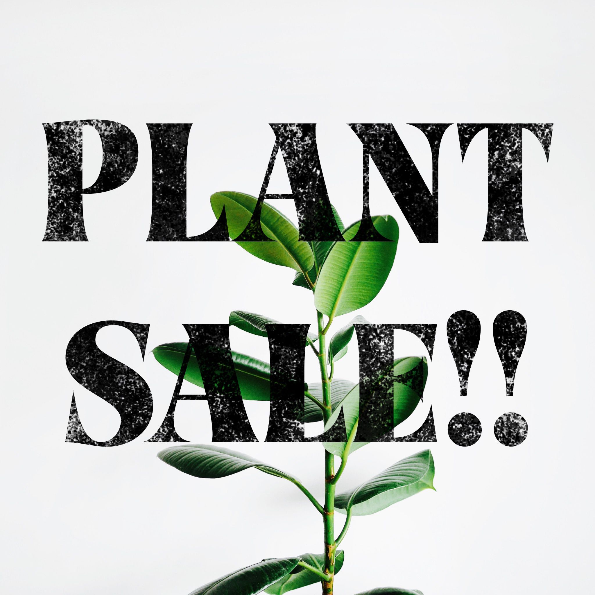 Plants For Sale!!! 