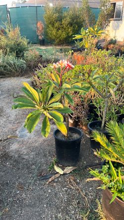 Plumeria