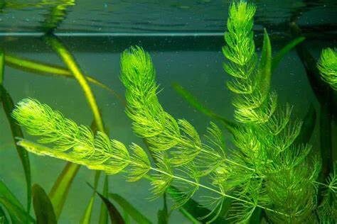 Hornwort β Aquatic Plant