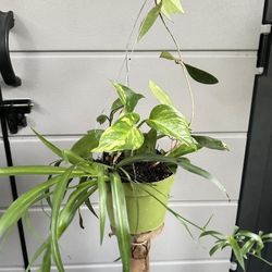 Assortment Of Plants