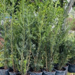 Hermosas Plantas 