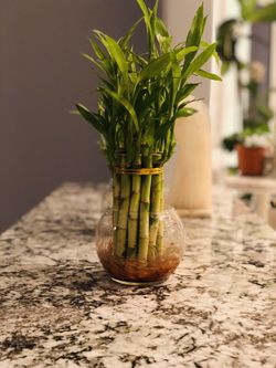$10 bambú