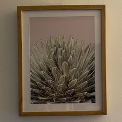 Succulent Picture 