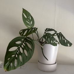 Swiss Cheese Monstera