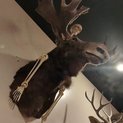 Very Large Maine Bull Moose 