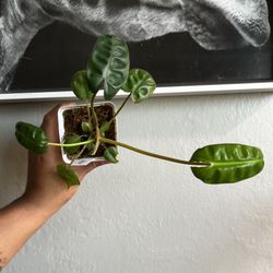 Philodendron Billietiea