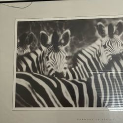 Zebra Picture 