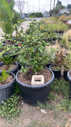 Hibiscus Rosa-sinensis