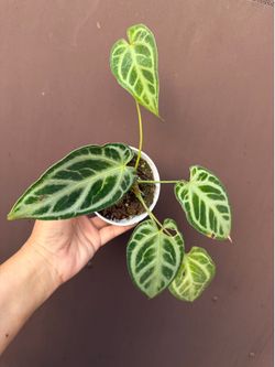 4” anthurium doroyaki