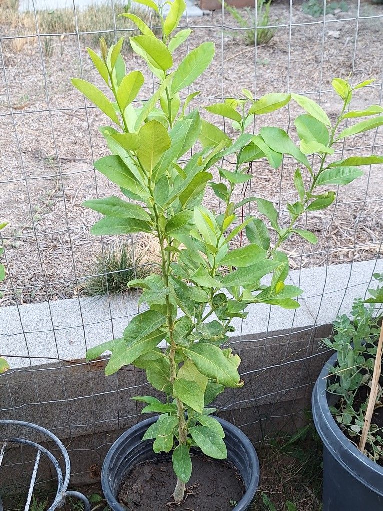 Plants