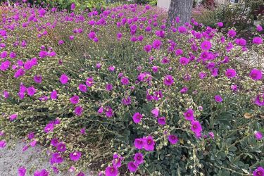 Calandrina Spectabilis- Rock Purslane Succulent-Small plant