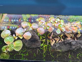 Aquarium plant fish tank plant floating plant