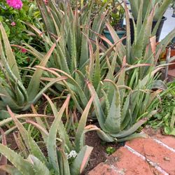 tengo Muchas Matas de Savila O aloe vera 