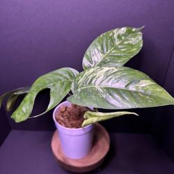 Epipremnum Pinnatum Albo 