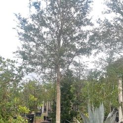 live oack trees beautiful huge all sizes  available 