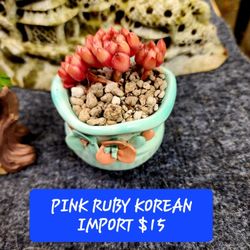 RARE PLANT SALE THIS WEEK IN SAN LORENZO..SKLYINE SUCCULENTS 