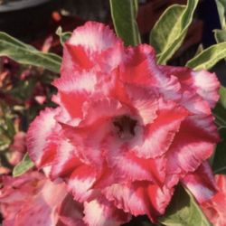 6” desert rose first pic for reference
