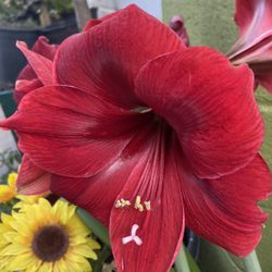 Amaryllis