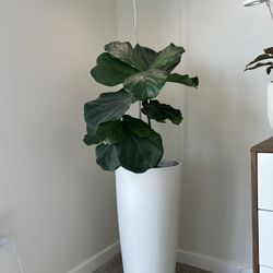Healthy Fiddle Leaf, Pot, And LED Halo Grow Light  