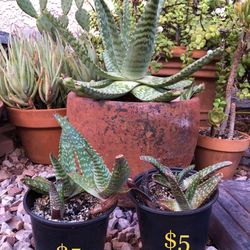 Soap Aloe Starters